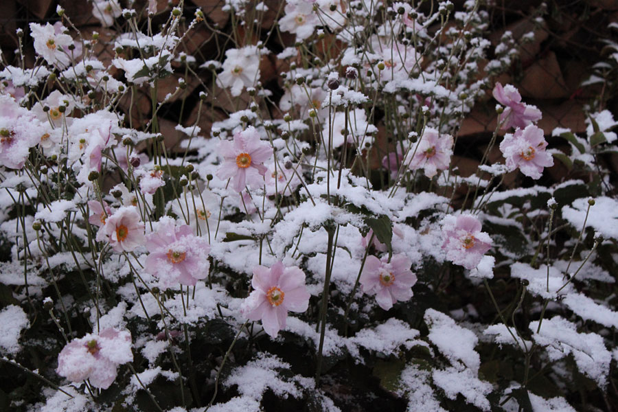 Fleurs sous la neige - Vallée du Louron